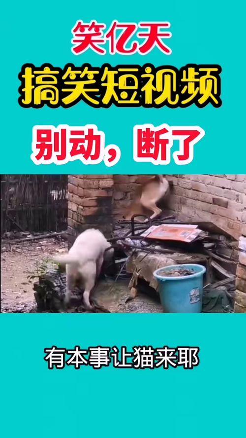 好玩的爆料搞笑视频,笑料横生!揭秘热门搞笑视频幕后趣事  第1张 好玩的爆料搞笑视频,笑料横生!揭秘热门搞笑视频幕后趣事  第1张