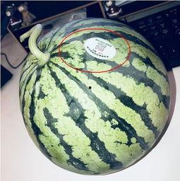 群里吃瓜网红,揭秘网络红人的幕后故事  第1张 群里吃瓜网红,揭秘网络红人的幕后故事  第1张