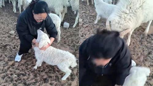 羊圈真实爆料视频下载,真实事件背后的惊人内幕  第2张 羊圈真实爆料视频下载,真实事件背后的惊人内幕  第2张