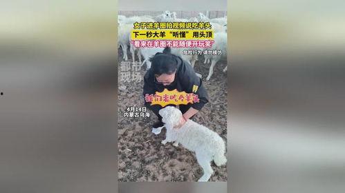 羊圈真实爆料视频下载,真实事件背后的惊人内幕  第3张 羊圈真实爆料视频下载,真实事件背后的惊人内幕  第3张