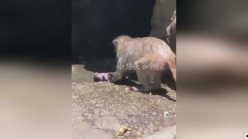 猴子视频爆料大全,热门事件幕后真相全解析  第1张 猴子视频爆料大全,热门事件幕后真相全解析  第1张