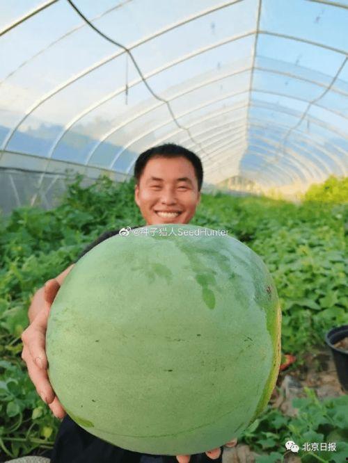 免费吃瓜长什么样子,免费吃瓜背后的神秘世界揭秘  第1张 免费吃瓜长什么样子,免费吃瓜背后的神秘世界揭秘  第1张